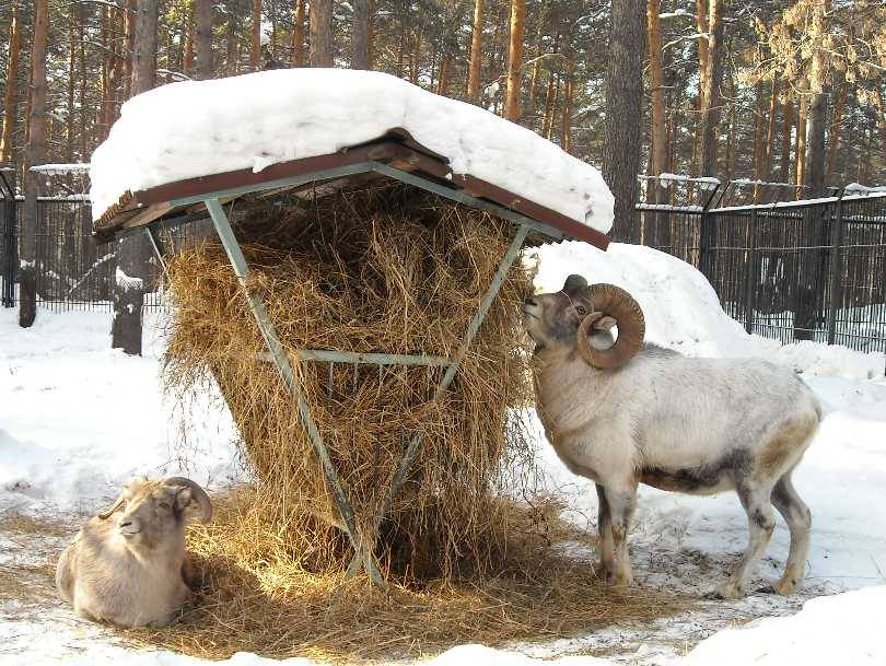 Кормление баранов зимой