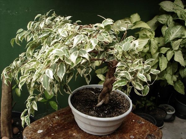 Ficus benjamina