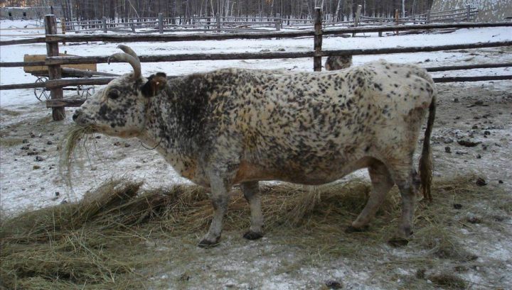 Зимняя прогулка