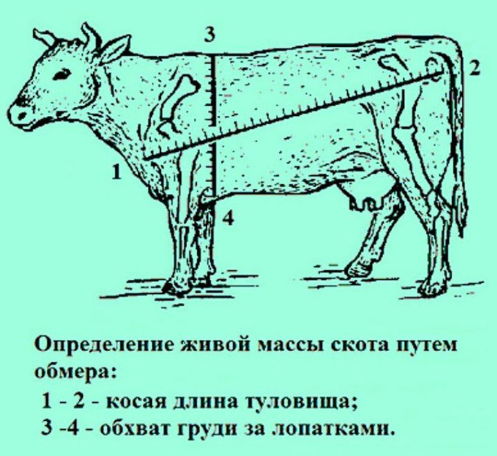 Определение веса путем обмера