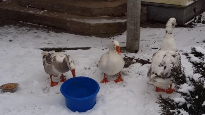 Корм должен быть свежим