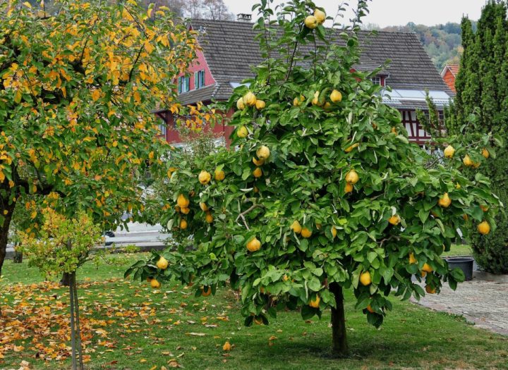 Внешний вид дерева